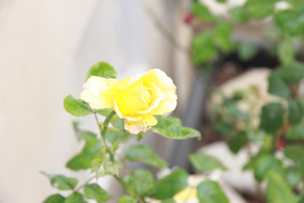 Canton Delle Rose Apartment Scicli Ngoại thất bức ảnh